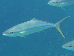 Image result for Elagatis bipinnulata