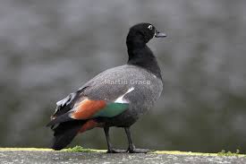 Attēlu rezultāti vaicājumam “Tadorna tadorna male”