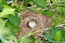 Attēlu rezultāti vaicājumam “Phylloscopus trochilus nest”
