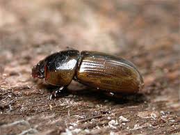 Attēlu rezultāti vaicājumam “Aphodius subterraneus”