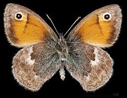 Attēlu rezultāti vaicājumam “Coenonympha pamphilus underside”