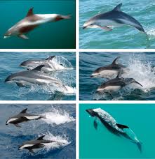 Image result for Leucopleurus acutus