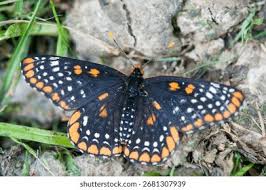 Attēlu rezultāti vaicājumam “Euphydryas maturna upperside”