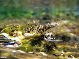 Attēlu rezultāti vaicājumam “Crangon crangon”