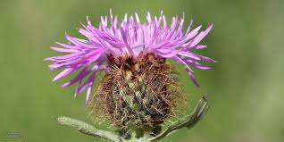 Attēlu rezultāti vaicājumam “Centaurea phrygia bud”