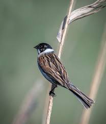 Attēlu rezultāti vaicājumam “Emberiza schoeniclus male”