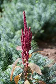 Attēlu rezultāti vaicājumam “Amaranthaceae”