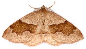 Attēlu rezultāti vaicājumam “Plagodis pulveraria”