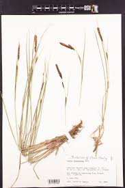 Attēlu rezultāti vaicājumam “Carex lasiocarpa male flower”