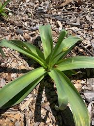 Attēlu rezultāti vaicājumam “Mercurialis perennis bud”