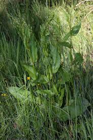 Attēlu rezultāti vaicājumam “Rumex aquaticus fruit”