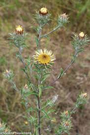 Attēlu rezultāti vaicājumam “Carlina biebersteinii leaf”