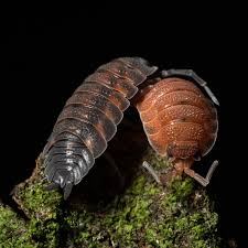 Attēlu rezultāti vaicājumam “Porcellio scaber”