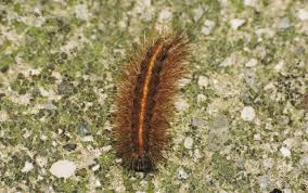 Attēlu rezultāti vaicājumam “Phragmatobia fuliginosa larva”