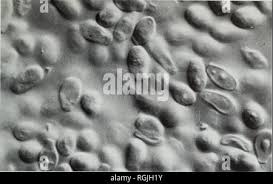 Attēlu rezultāti vaicājumam “Vouauxiomyces santessonii”