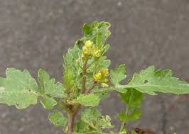 Attēlu rezultāti vaicājumam “Rorippa palustris leaf”