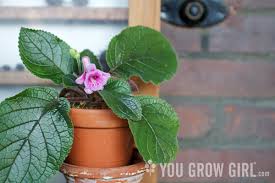 Image result for Sinningia