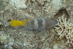 Image result for Scarus ferrugineus