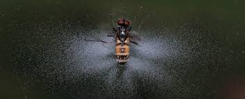 Attēlu rezultāti vaicājumam “Badhamiopsis macrospora spores”