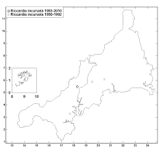 Attēlu rezultāti vaicājumam “Riccardia incurvata”