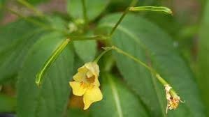 Attēlu rezultāti vaicājumam “Impatiens parviflora fruit”