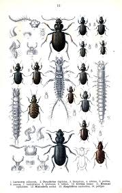 Attēlu rezultāti vaicājumam “Asaphidion pallipes”