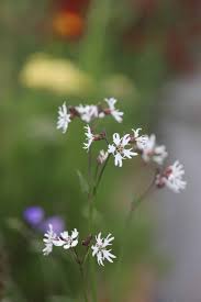 Image result for Lychnis flos-cuculi