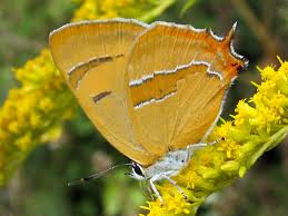 Attēlu rezultāti vaicājumam “Thecla betulae male”