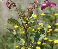 Attēlu rezultāti vaicājumam “Impatiens glandulifera fruit”