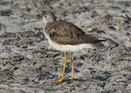 Image result for Tringa melanoleuca