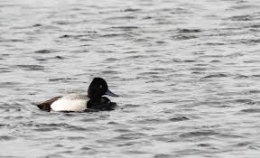 Image result for Aythya affinis