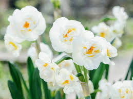 Attēlu rezultāti vaicājumam “Narcissus”