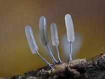 Attēlu rezultāti vaicājumam “Stemonitis virginiensis”