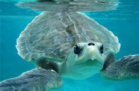 Image result for Lepidochelys kempii