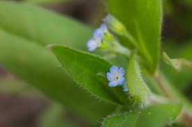 Attēlu rezultāti vaicājumam “Myosotis sparsiflora flower”