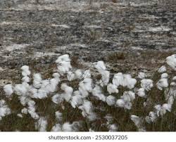 Attēlu rezultāti vaicājumam “Sphagnum angustifolium”