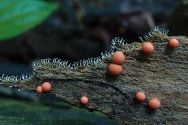 Attēlu rezultāti vaicājumam “Lycogala sp.”