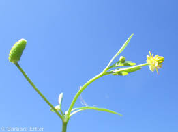 Attēlu rezultāti vaicājumam “Ranunculus sceleratus flower”