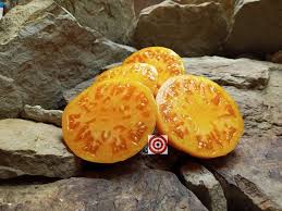 Afbeeldingsresultaat voor amana orange beefsteak tomato