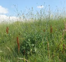 Attēlu rezultāti vaicājumam “Orobanche elatior bud”