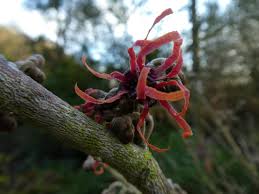 Attēlu rezultāti vaicājumam “Hamamelis mollis flower”