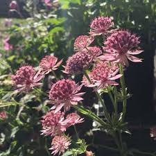 Attēlu rezultāti vaicājumam “Astrantia major flower”