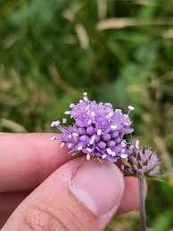 Attēlu rezultāti vaicājumam “Succisa pratensis bud”