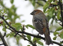 Attēlu rezultāti vaicājumam “Pinicola enucleator”