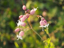 Attēlu rezultāti vaicājumam “Silene vulgaris flower”