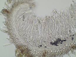 Attēlu rezultāti vaicājumam “Hyaloscypha hyalina”