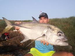 Image result for Caranx latus