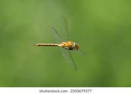 Attēlu rezultāti vaicājumam “Aeshna isoceles”