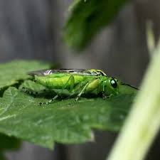 Attēlu rezultāti vaicājumam “Rhogogaster picta”