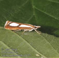 Attēlu rezultāti vaicājumam “Catoptria permutatellus”